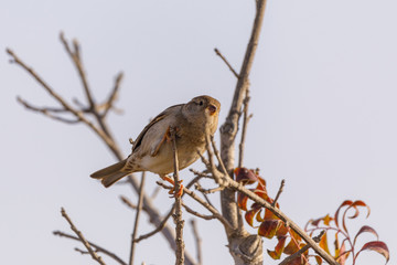 Cute young sparrow on the dry tree