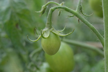 green tomatoes on the vine