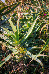 The aloe vera wild bush