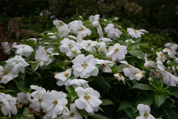 white flowers in garden