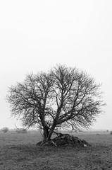 Lone bare tree in black and white