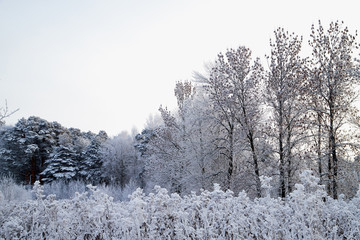 Snow covered trees in a winter forest