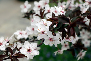 blooming cherry tree in spring