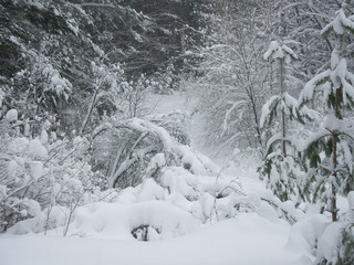 The branches of the bushes in the forest are felled under a thick layer of snow