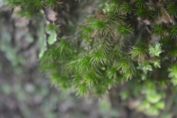 Fototapeta na wymiar branch of a tree