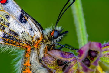 Closeup   beautiful butterflies ( Zerynthia cerisyi ) sitting on the flower.