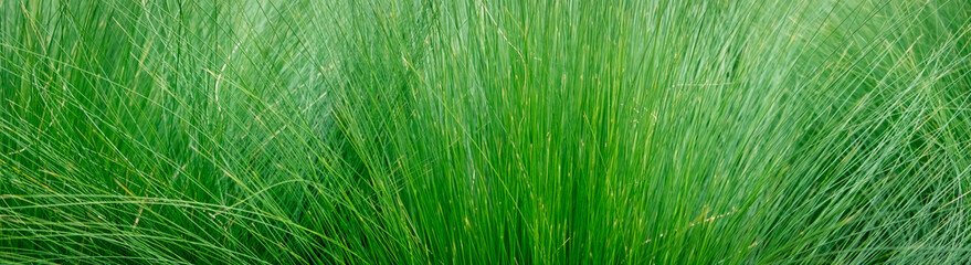 Close up Green grass background
