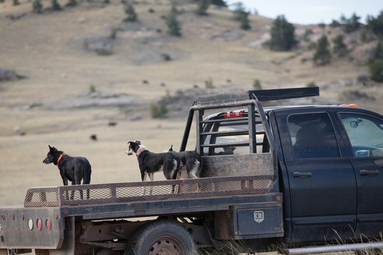 Cattle Dog On Truck