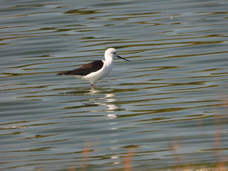 Obraz premium Black-winged stilt