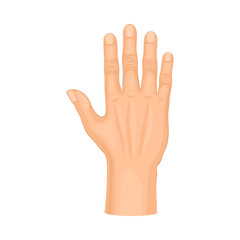 Detailed Palm Hand Gesture Vector Illustrated on White Background Element