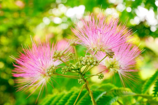 Persian silk tree blossom in the summer.
