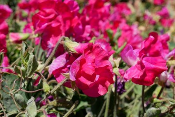 Obraz na płótnie Canvas Red sweet peas flower field in Lompoc CA.