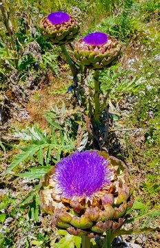 purple artichoke blossom in field, Lompoc, California
