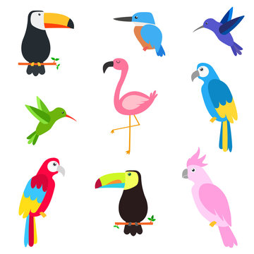vogel set bestehend aus tukan, eisvogel, flamingo, kolibri, papagei und tukan	