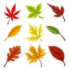 Obraz premium Bright Autumn Leaves Isolated on White Background Vector Set