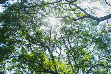 Blurred for background.Sunlight penetrating through the green leaves in the forest.