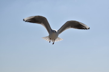 かもめが飛んだ