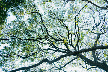 Blurred for background.Sunlight penetrating through the green leaves in the forest.