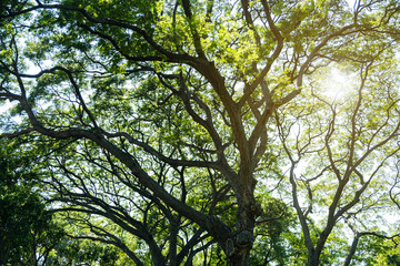 Blurred for background.Sunlight penetrating through the green leaves in the forest.