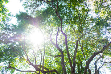 Blurred for background.Sunlight penetrating through the green leaves in the forest.