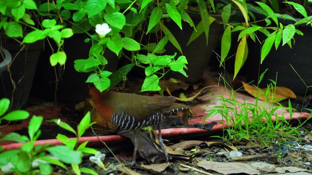 The slaty-legged crake or banded crake (Rallina eurizonoides)  : Migratory birds come in winter or outside the breeding season.