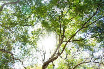 Blurred for background.Sunlight penetrating through the green leaves in the forest.