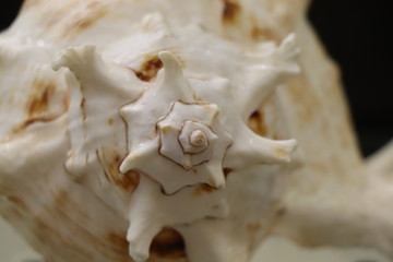 Obraz na płótnie Canvas the shell of a marine mollusk