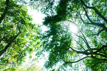 Obraz premium Blurred for background.Sunlight penetrating through the green leaves in the forest.