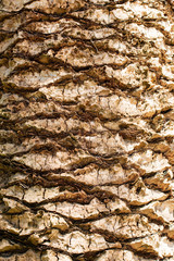 trunk of a palm as a background