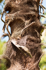 trunk of a palm as a background