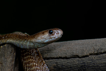 closeup of a snake
