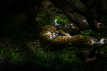 Leopard in a jungle