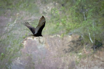 bird in flight