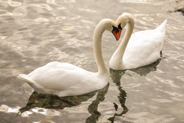 cygnes