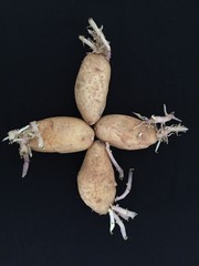 sprouting roots of potato