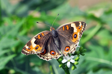 butterfly on flower
