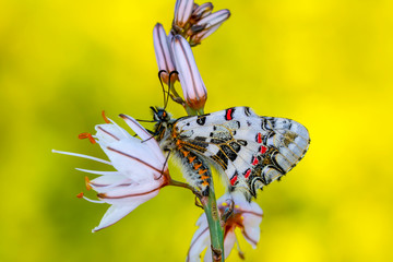 Closeup   beautiful butterflies ( Zerynthia cerisyi ) sitting on the flower. © blackdiamond67