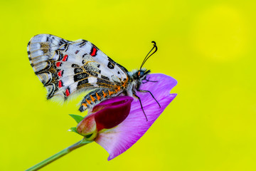 Closeup   beautiful butterflies ( Zerynthia cerisyi ) sitting on the flower. © blackdiamond67