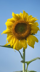 Close up sunflower with Blue sky.
