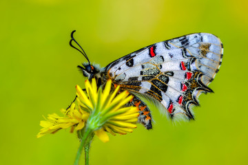 Fototapeta na wymiar Closeup beautiful butterflies ( Zerynthia cerisyi ) sitting on the flower.