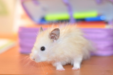  Fluffy beige hamster in profile. Sits on the table. Close-up.
