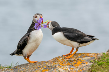 Atlantic Puffin, Papageitaucher