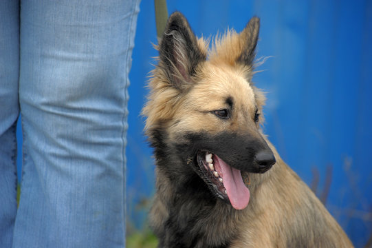 brown puppy mongrel on a blue background