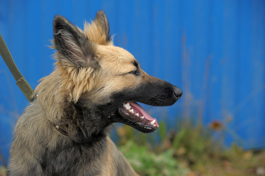 brown puppy mongrel on a blue background