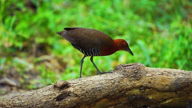 The slaty-legged crake or banded crake (Rallina eurizonoides)  : Migratory birds come in winter or outside the breeding season.