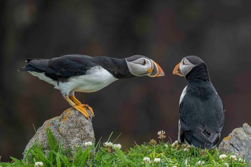 Atlantic Puffin, Papageitaucher