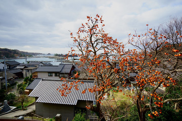海辺の集落を見下ろす柿の木