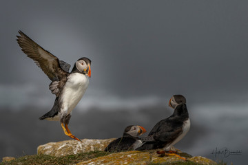 Atlantic Puffin, Papageitaucher