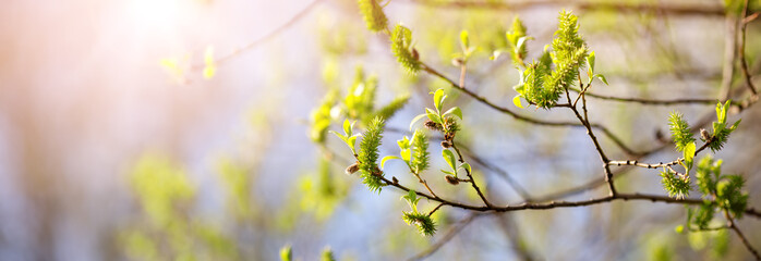 New buds in springtime with young leaves on green spring background.