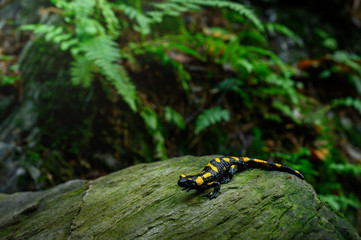 Fire salamander in the natural environment, close up, isolated, silhouette, wide macro, Salamandra salamandra - obrazy, fototapety, plakaty